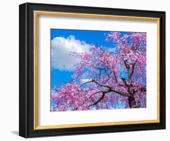 Cherry blossoms-Marco Carmassi-Framed Photographic Print