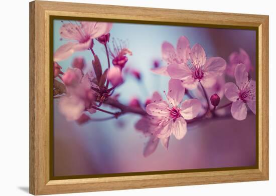 Cherry Blossums 1-Philippe Sainte-Laudy-Framed Premier Image Canvas