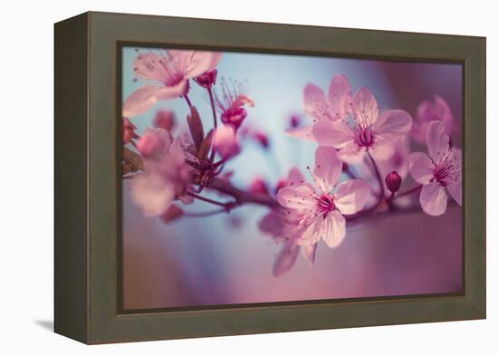 Cherry Blossums 1-Philippe Sainte-Laudy-Framed Premier Image Canvas