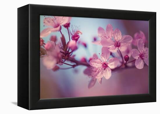 Cherry Blossums 1-Philippe Sainte-Laudy-Framed Premier Image Canvas