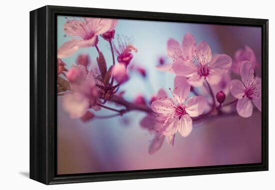 Cherry Blossums 1-Philippe Sainte-Laudy-Framed Premier Image Canvas