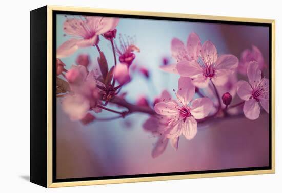 Cherry Blossums 1-Philippe Sainte-Laudy-Framed Premier Image Canvas