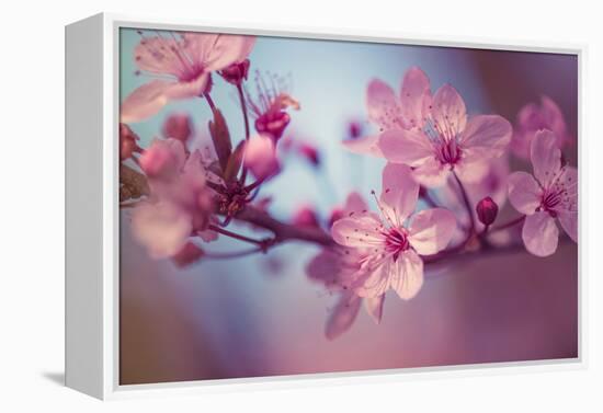 Cherry Blossums 1-Philippe Sainte-Laudy-Framed Premier Image Canvas