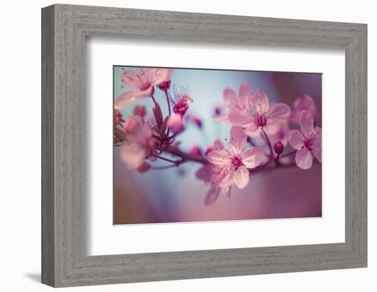 Cherry Blossums 1-Philippe Sainte-Laudy-Framed Photographic Print