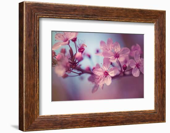 Cherry Blossums 1-Philippe Sainte-Laudy-Framed Photographic Print