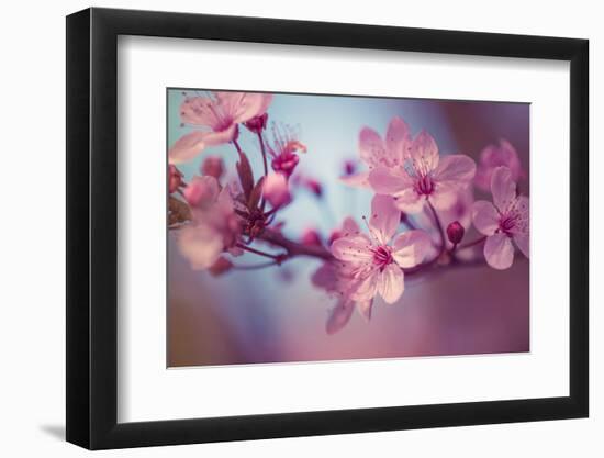 Cherry Blossums 1-Philippe Sainte-Laudy-Framed Photographic Print