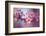 Cherry Blossums 1-Philippe Sainte-Laudy-Framed Photographic Print