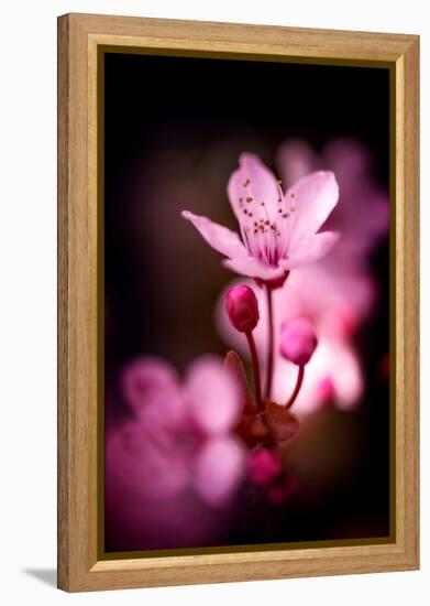 Cherry Blossums 3-Philippe Sainte-Laudy-Framed Premier Image Canvas