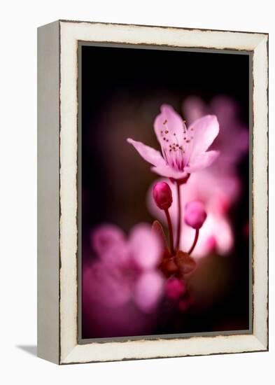 Cherry Blossums 3-Philippe Sainte-Laudy-Framed Premier Image Canvas