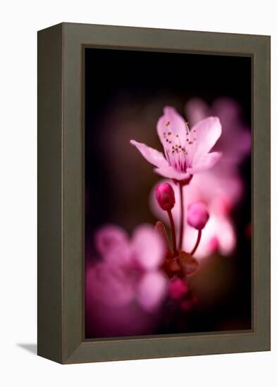 Cherry Blossums 3-Philippe Sainte-Laudy-Framed Premier Image Canvas