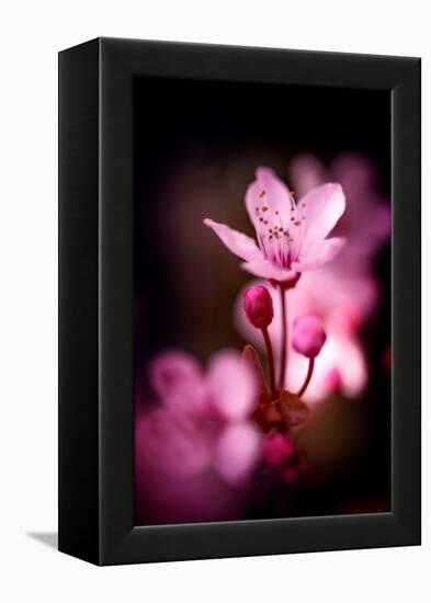Cherry Blossums 3-Philippe Sainte-Laudy-Framed Premier Image Canvas