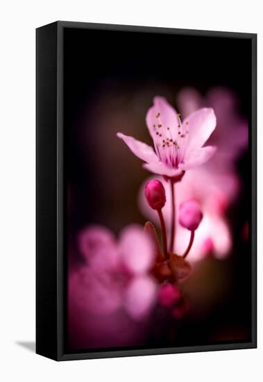 Cherry Blossums 3-Philippe Sainte-Laudy-Framed Premier Image Canvas