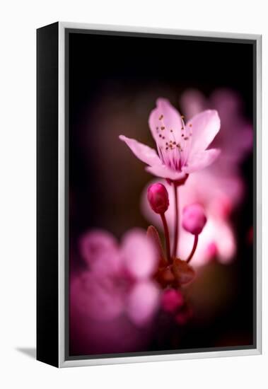 Cherry Blossums 3-Philippe Sainte-Laudy-Framed Premier Image Canvas
