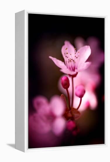 Cherry Blossums 3-Philippe Sainte-Laudy-Framed Premier Image Canvas