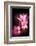 Cherry Blossums 3-Philippe Sainte-Laudy-Framed Photographic Print