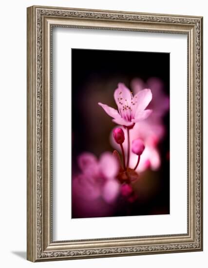 Cherry Blossums 3-Philippe Sainte-Laudy-Framed Photographic Print