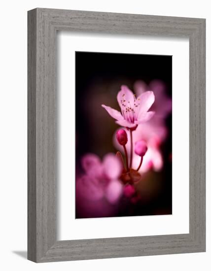 Cherry Blossums 3-Philippe Sainte-Laudy-Framed Photographic Print