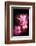 Cherry Blossums 3-Philippe Sainte-Laudy-Framed Photographic Print