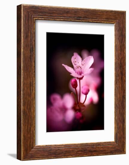 Cherry Blossums 3-Philippe Sainte-Laudy-Framed Photographic Print