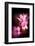 Cherry Blossums 3-Philippe Sainte-Laudy-Framed Photographic Print