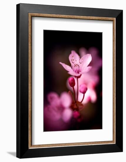 Cherry Blossums 3-Philippe Sainte-Laudy-Framed Photographic Print