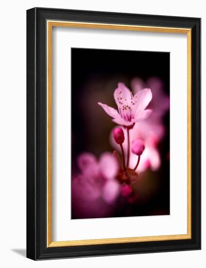 Cherry Blossums 3-Philippe Sainte-Laudy-Framed Photographic Print