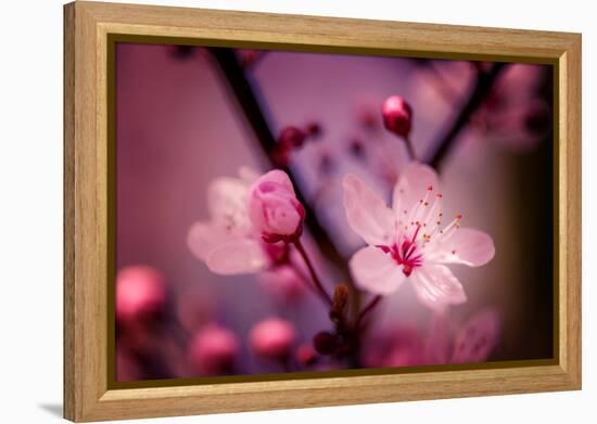 Cherry Blossums 4-Philippe Sainte-Laudy-Framed Premier Image Canvas