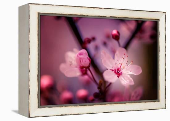 Cherry Blossums 4-Philippe Sainte-Laudy-Framed Premier Image Canvas