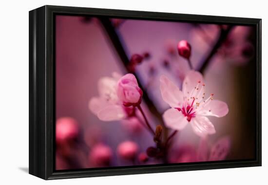 Cherry Blossums 4-Philippe Sainte-Laudy-Framed Premier Image Canvas