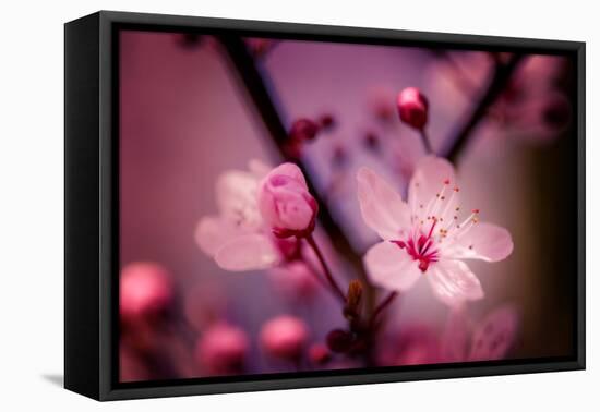 Cherry Blossums 4-Philippe Sainte-Laudy-Framed Premier Image Canvas