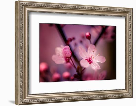 Cherry Blossums 4-Philippe Sainte-Laudy-Framed Photographic Print