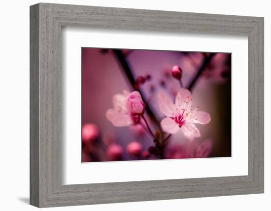 Cherry Blossums 4-Philippe Sainte-Laudy-Framed Photographic Print