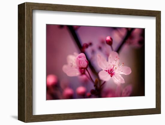 Cherry Blossums 4-Philippe Sainte-Laudy-Framed Photographic Print