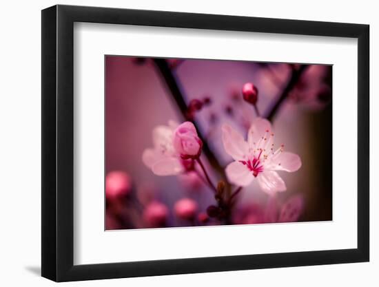 Cherry Blossums 4-Philippe Sainte-Laudy-Framed Photographic Print