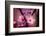 Cherry Blossums 4-Philippe Sainte-Laudy-Framed Photographic Print