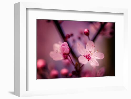 Cherry Blossums 4-Philippe Sainte-Laudy-Framed Photographic Print