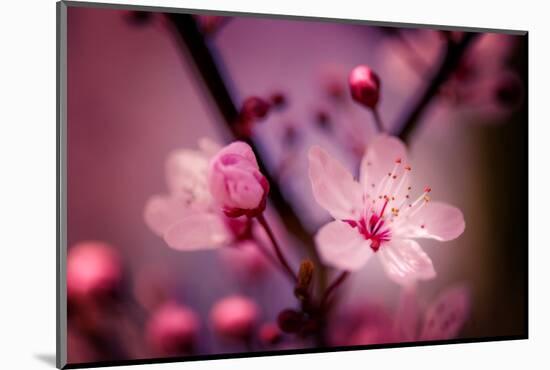 Cherry Blossums 4-Philippe Sainte-Laudy-Mounted Photographic Print