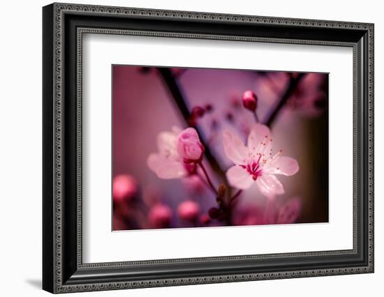 Cherry Blossums 4-Philippe Sainte-Laudy-Framed Photographic Print