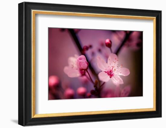 Cherry Blossums 4-Philippe Sainte-Laudy-Framed Photographic Print