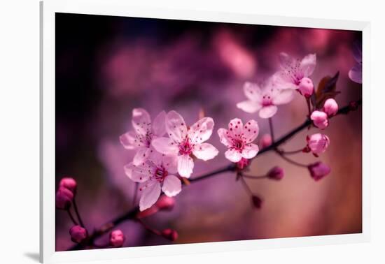 Cherry Blossums 5-Philippe Sainte-Laudy-Framed Photographic Print