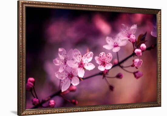 Cherry Blossums 5-Philippe Sainte-Laudy-Framed Photographic Print