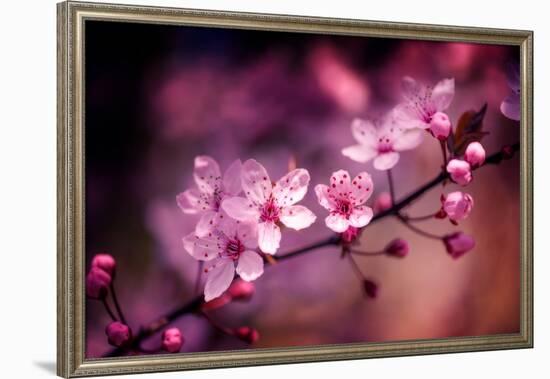 Cherry Blossums 5-Philippe Sainte-Laudy-Framed Photographic Print