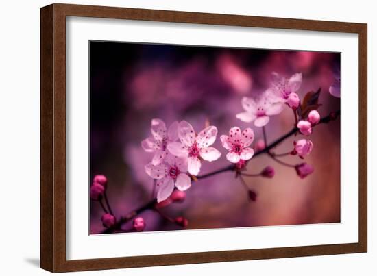 Cherry Blossums 5-Philippe Sainte-Laudy-Framed Photographic Print