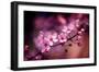 Cherry Blossums 5-Philippe Sainte-Laudy-Framed Photographic Print