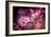 Cherry Blossums 5-Philippe Sainte-Laudy-Framed Photographic Print