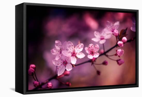 Cherry Blossums 5-Philippe Sainte-Laudy-Framed Premier Image Canvas