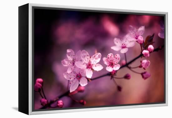 Cherry Blossums 5-Philippe Sainte-Laudy-Framed Premier Image Canvas