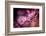 Cherry Blossums 5-Philippe Sainte-Laudy-Framed Photographic Print