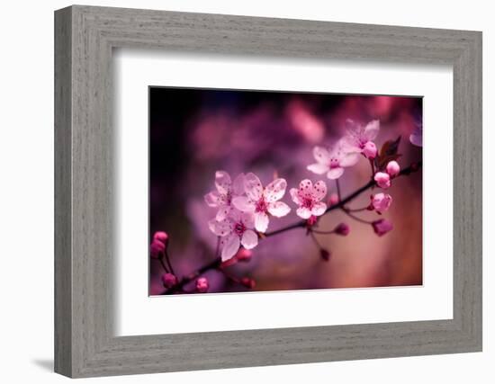 Cherry Blossums 5-Philippe Sainte-Laudy-Framed Photographic Print