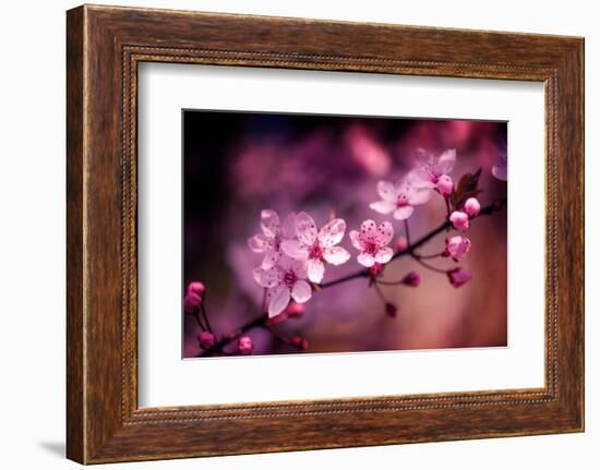 Cherry Blossums 5-Philippe Sainte-Laudy-Framed Photographic Print